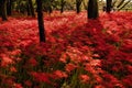 cluster amaryllis flower background. Higanbana Ã¥Â½Â¼Ã¥Â²Â¸Ã¨Å Â± Spider Lily Viewing. Royalty Free Stock Photo